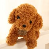 Teddy Dog - Peter Orourke